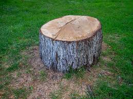 Best Tree Trimming and Pruning  in Indian Springs Village, AL