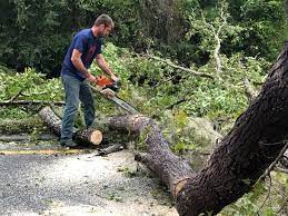 Best Tree Preservation Services  in Indian Springs Village, AL