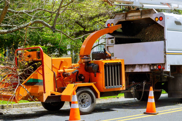 Best Tree Maintenance Programs  in Indian Springs Village, AL