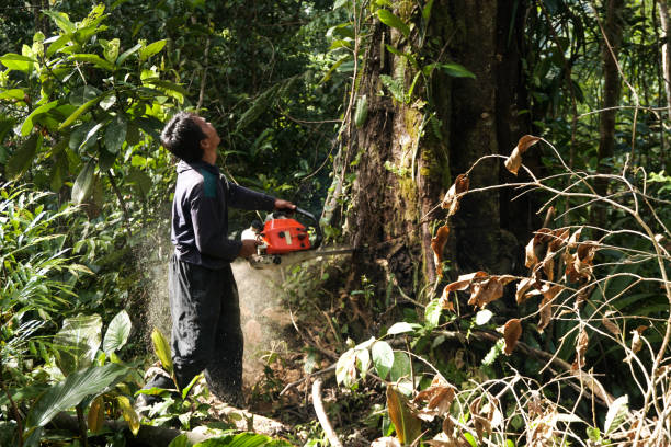 Best Tree Removal  in Indian Springs Village, AL