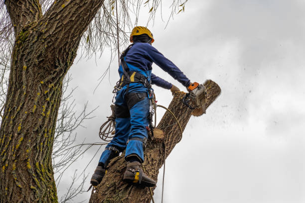 Best Tree Cabling and Bracing  in Indian Springs Village, AL