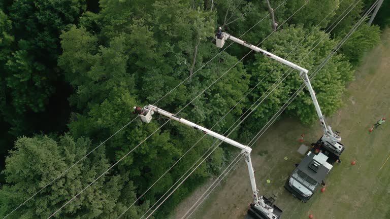 Best Root Management and Removal  in Indian Springs Village, AL