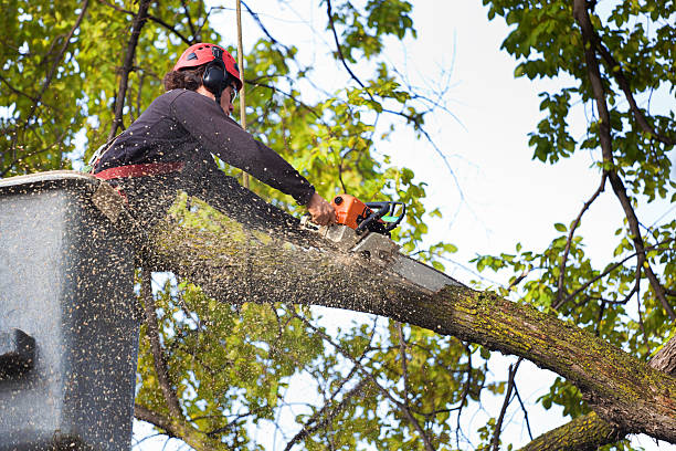 Best Utility Line Clearance  in Indian Springs Village, AL