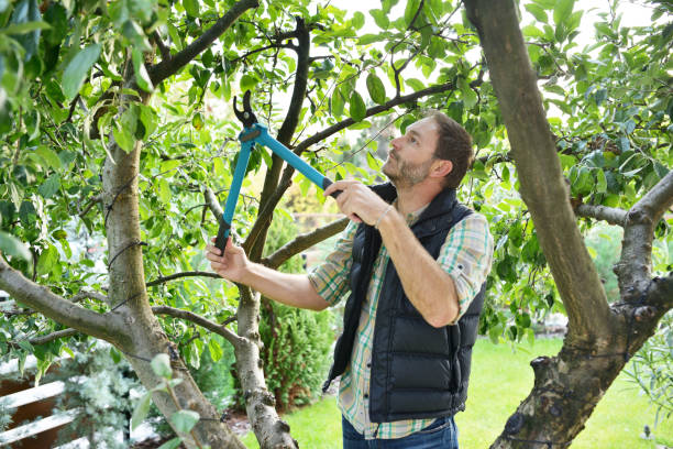 Best Fruit Tree Pruning  in Indian Springs Village, AL